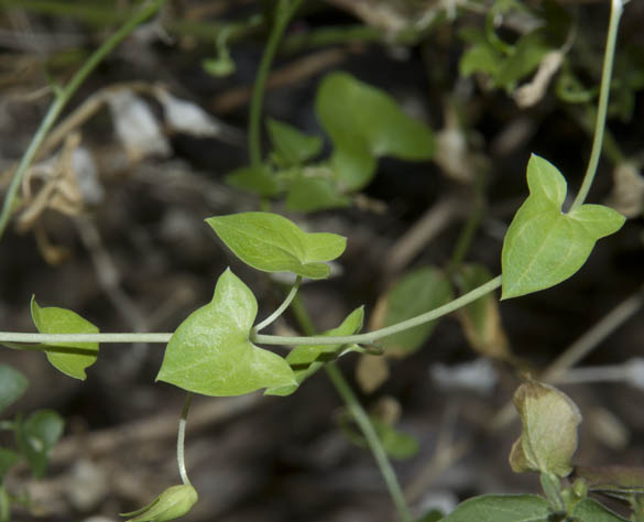  Maurandella antirrhiniflora (Humboldt & Bonpland ex Willdenow) Rothmale