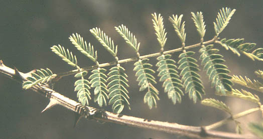  Mimosa distachya v.laxiflora
