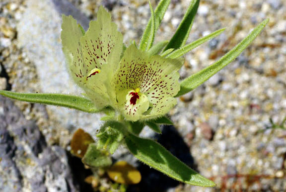  Mohavea confertiflora