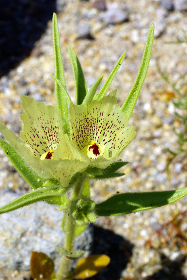  Mohavea confertiflora