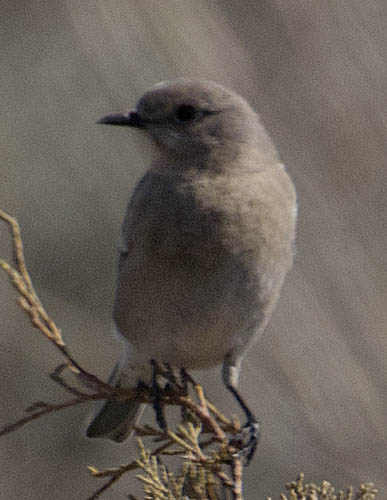  Mountain bluebird (female)