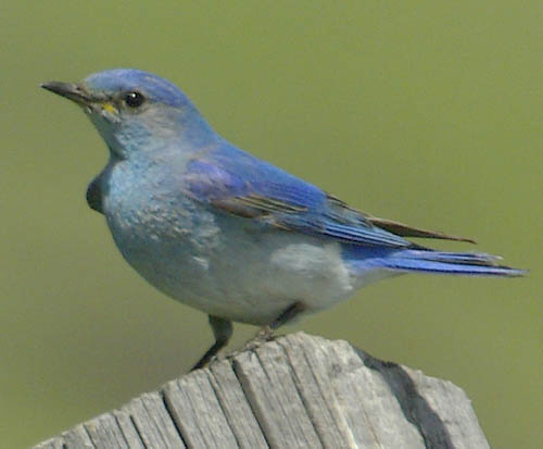  Mountain bluebird (male)