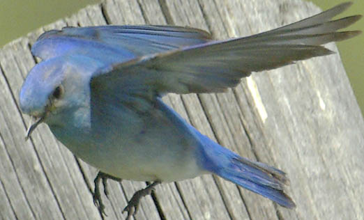  Mountain bluebird (male)