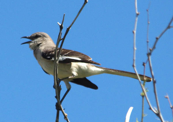  Northern mockingbird