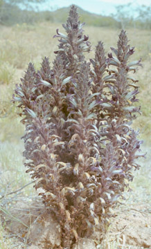  Orobanche cooperi subsp. latiloba (Munz) L.T. Collins 