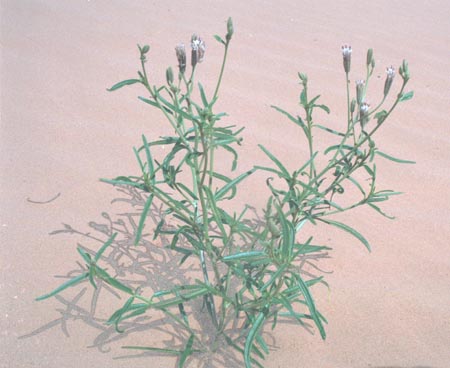  Palafoxia arida v.arida