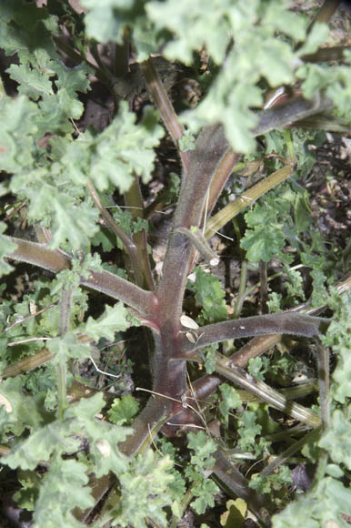 Phacelia pedicellata