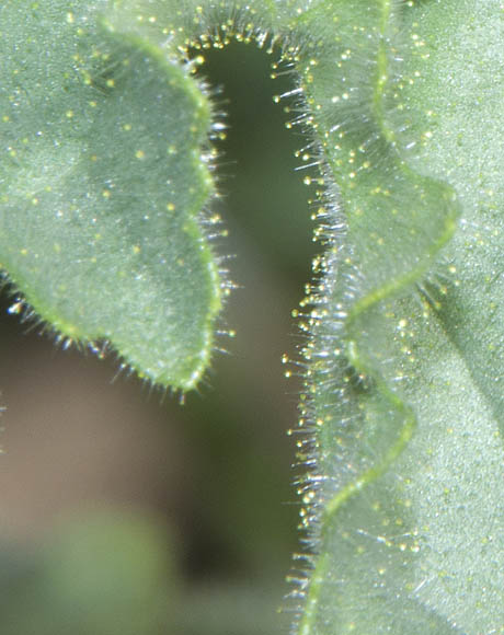  Phacelia pedicellata