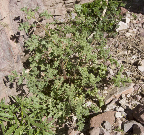  Phacelia pedicellata