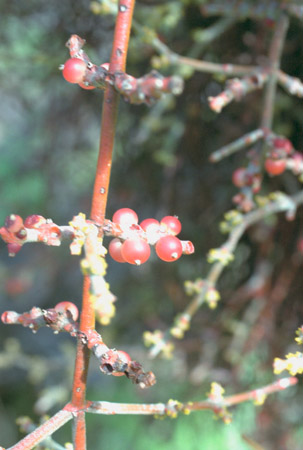 Phoradendron californicum