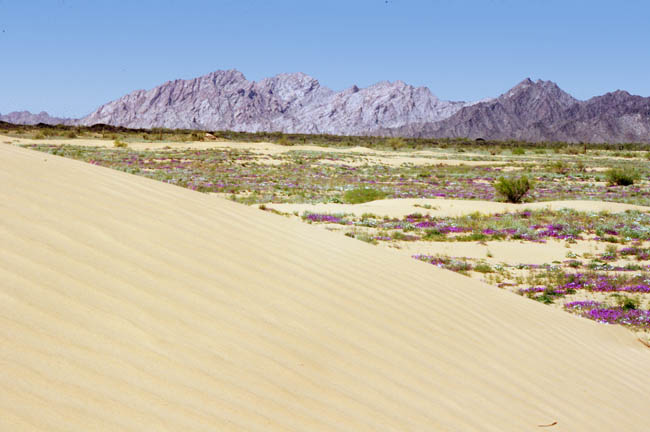 Pinta Sands dunes and Sierra Pinta