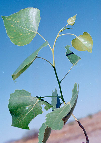  Populus fremontii ssp.fremontii