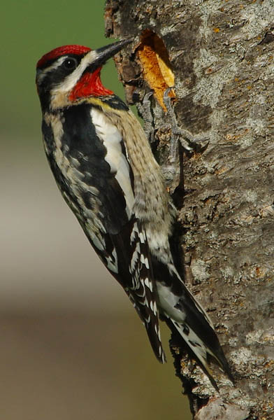  Red-naped sapsucker (male)