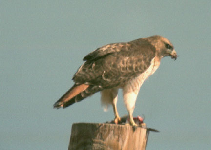  Red-tailed hawk