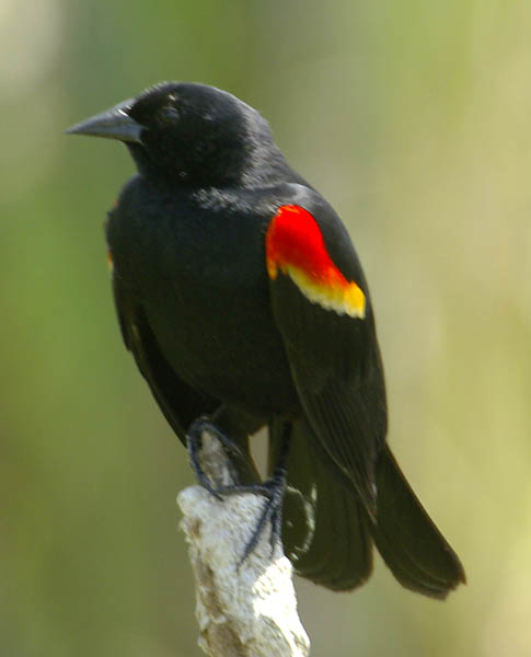  Red-winged blackbird (male)