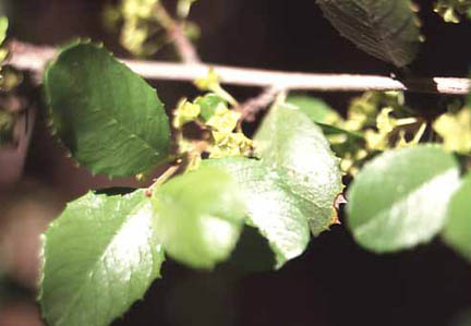  Rhamnus crocea
