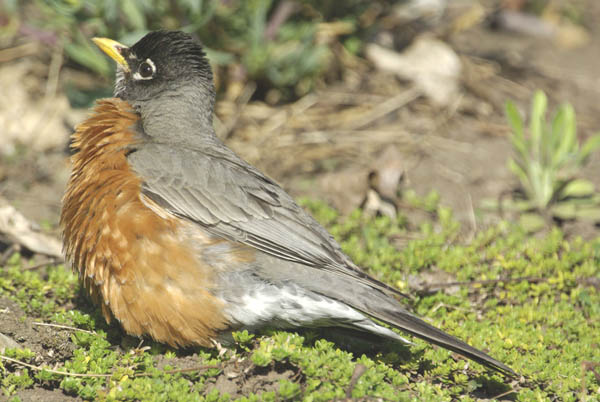  American robin (male)