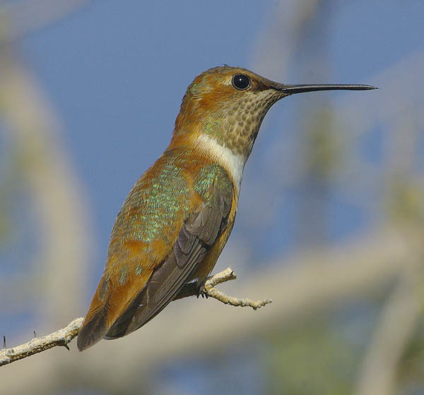  Rufous hummingbird (female)