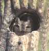 Screech Owl