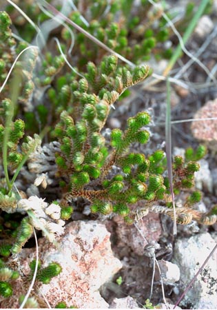  Selaginella arizonica