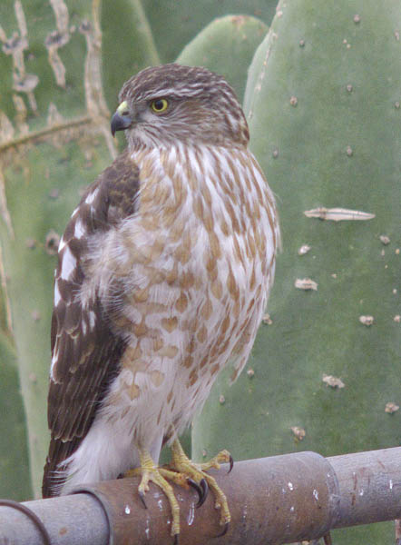  Sharp-shinned hawk (juvenile)