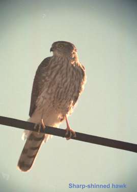  Sharp-shinned hawk (adult)