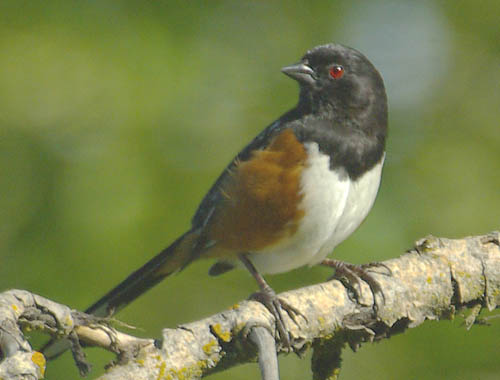  Spotted towhee