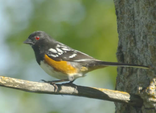 Spotted towhee