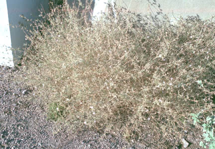  Stephanomeria pauciflora