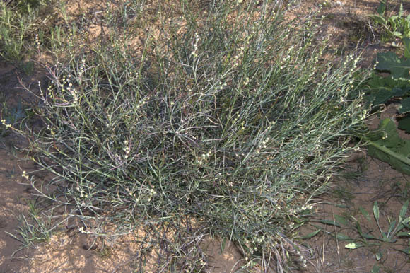  Stillingia linearifolia
