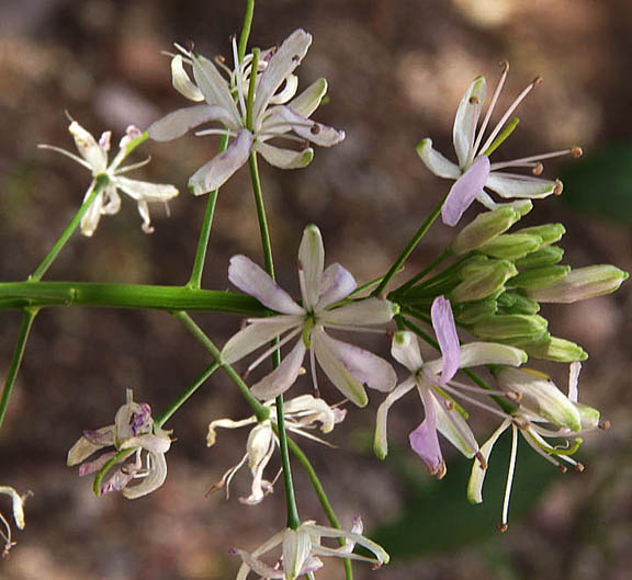  Thelypodium wrightii