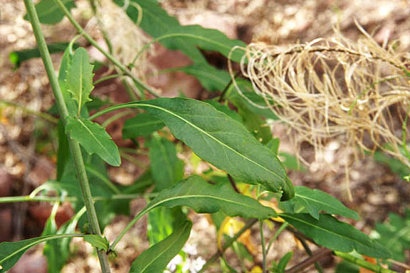  Thelypodium wrightii