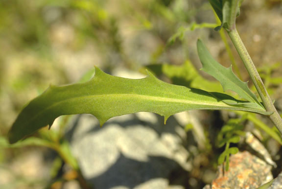  Thysanocarpus curvipes