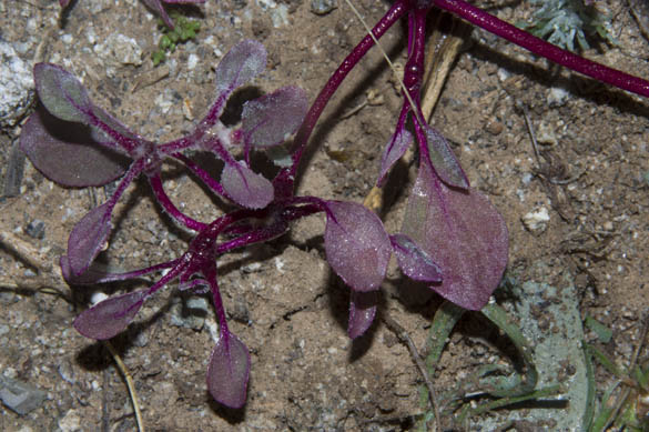  Tidestromia lanuginosa ssp. Eliassoniana