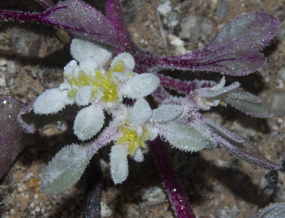  Tidestromia lanuginosa ssp. Eliassoniana