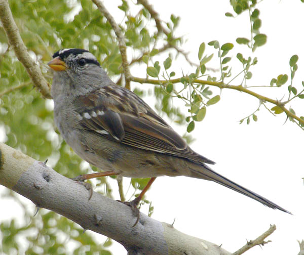  White-crowned sparrow (adult)