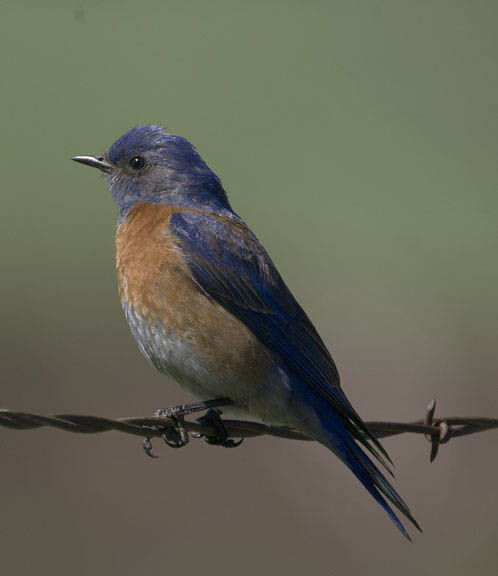  Western bluebird (male)