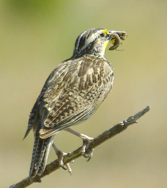  Western meadowlark