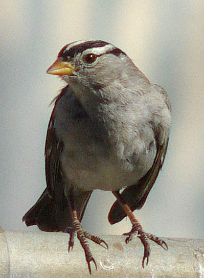  White-crowned sparrow (adult)
