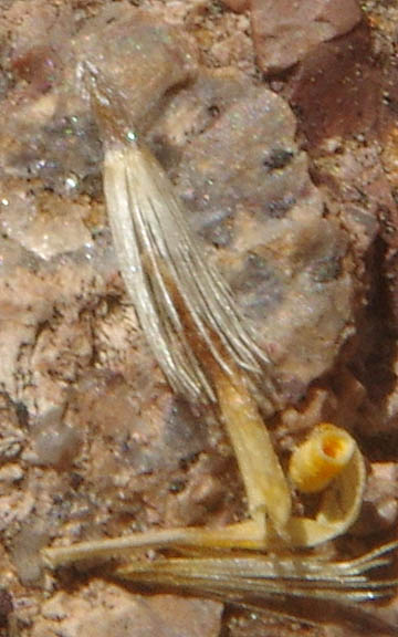  Xanthisma spinulosum v.gooddingii