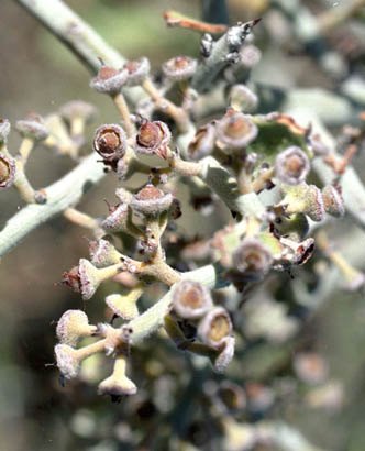  Ziziphus obtusifolia var. canescens
