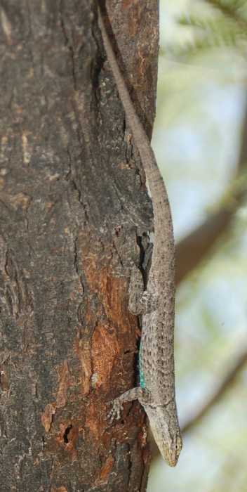  Long-tailed Brush Lizard