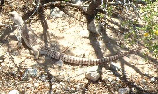  Desert iguana