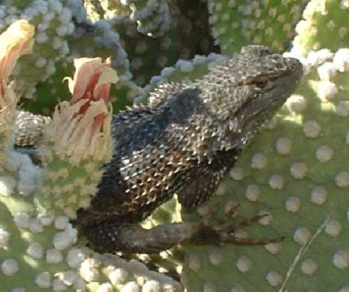  Desert spiny lizard