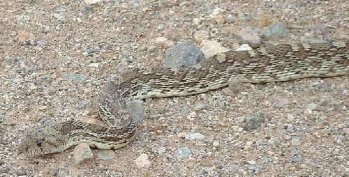  Gopher snake