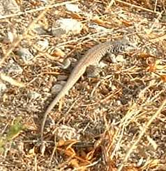  Western whiptail lizard