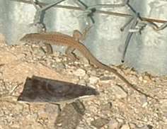  Western whiptail lizard