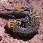centipede battles lizard