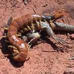 centipede battles lizard