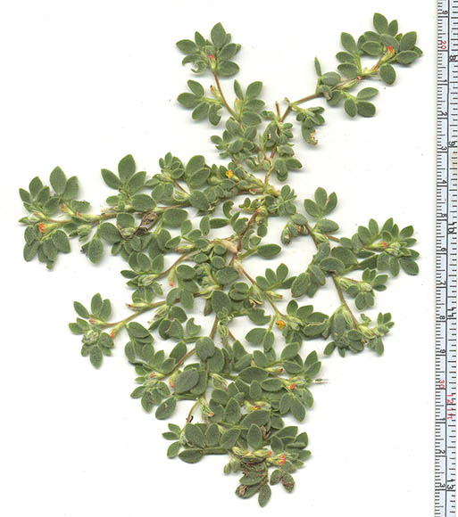  Acmispon brachycarpus